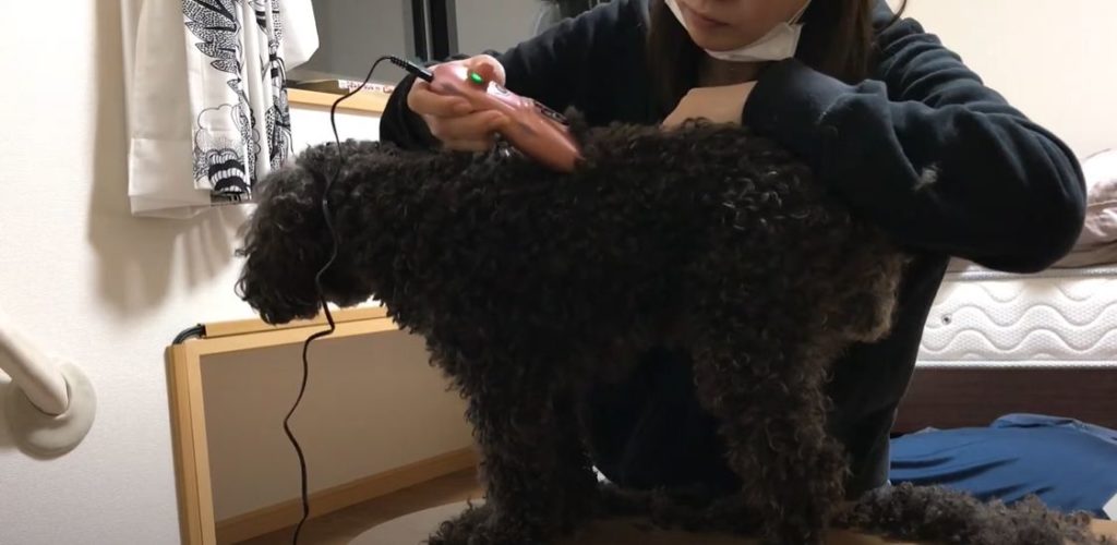 【やってみました！】我が家の犬のトリミング・カット事情と方法やかかった金額についてお伝えします！