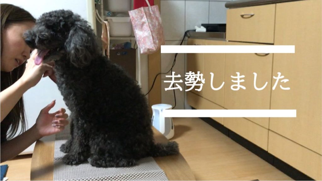 犬の去勢ってするべき？？
