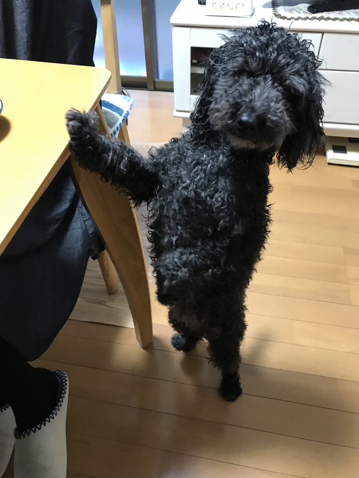 【注意！】犬が触られると嫌な場所は？触るときの注意点をご紹介