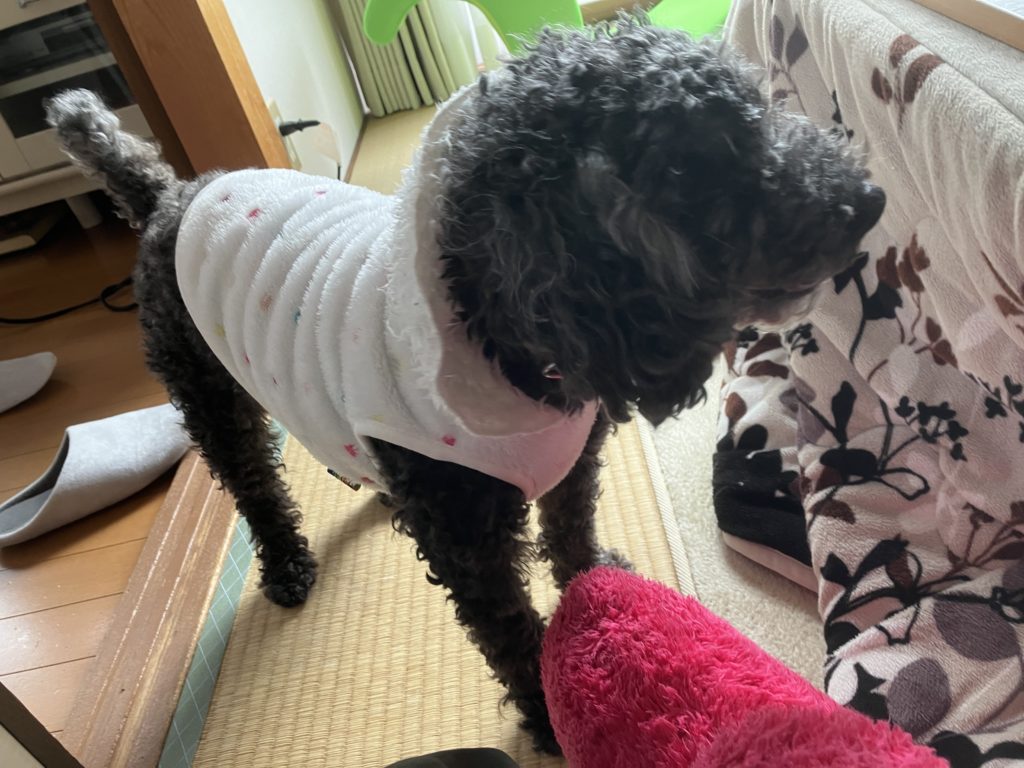 【体毛があるから大丈夫？】犬でも寒さには注意！寒いときのサイン、症状をまとめました！