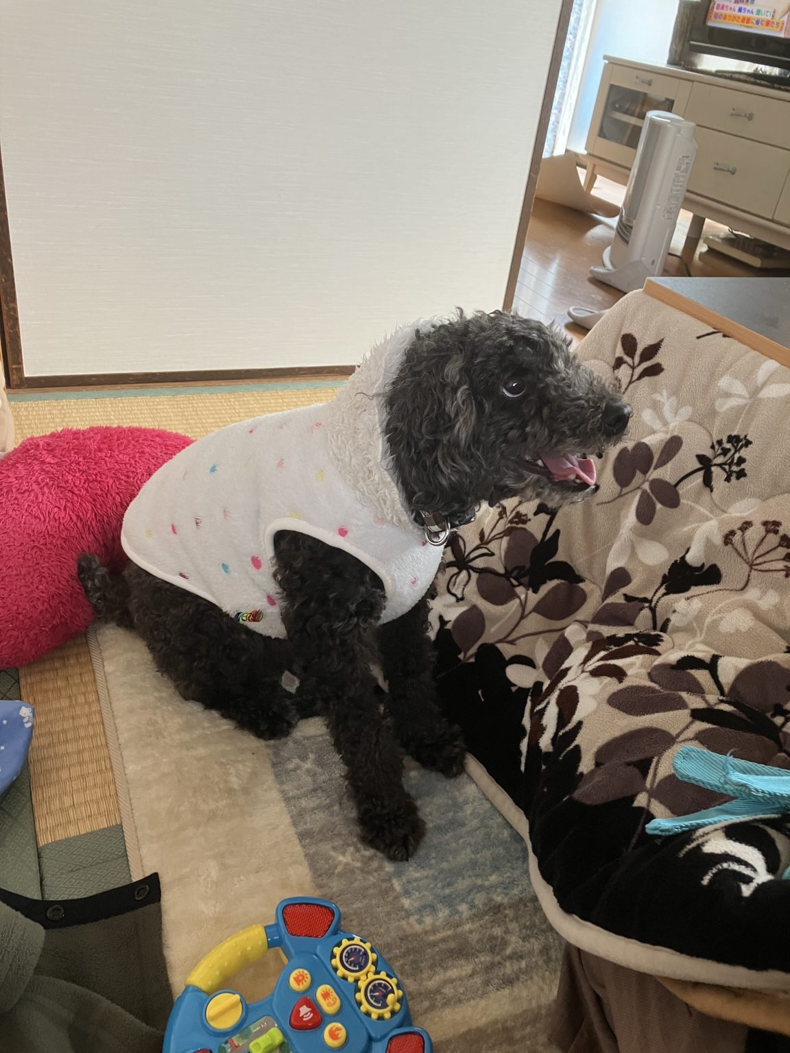 【意味あるの？】犬に服を着せることになった経緯とメリットとデメリットについて考えてみました！