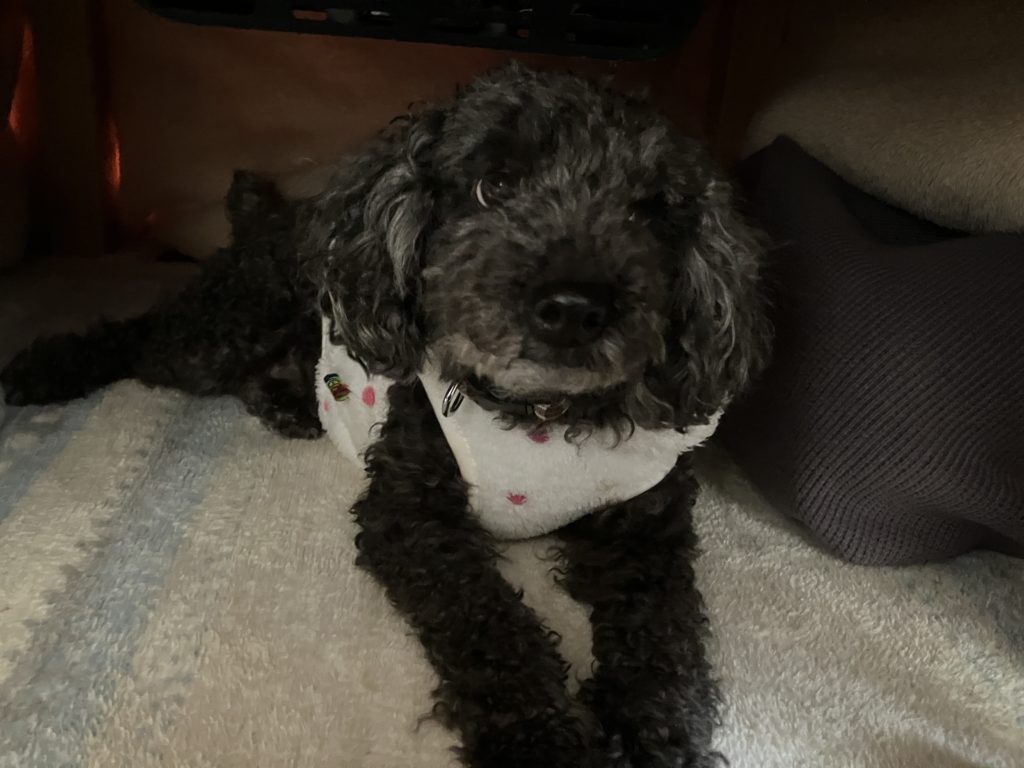 【本当に庭駆け回ってるの？】どの犬も雪好きと言うわけでは無いようです！