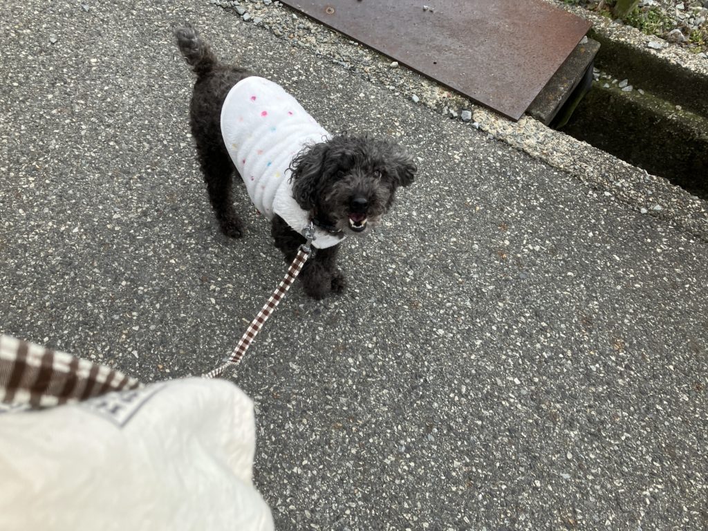 【ちょっと気になる！】わんちゃんが散歩中にこっちを見るのはなぜ？？