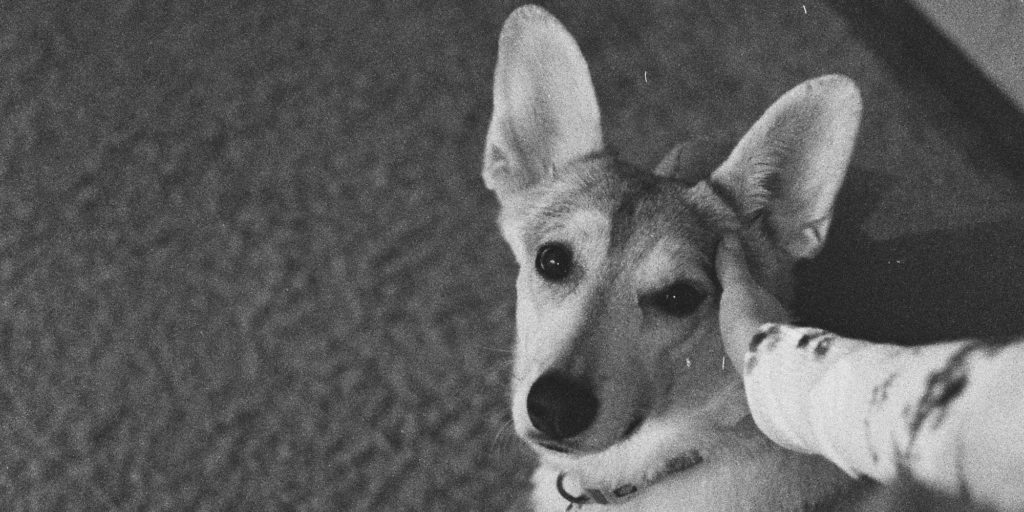 【どれぐらい保てる？】犬の記憶力や覚えられることについて調べてみました！