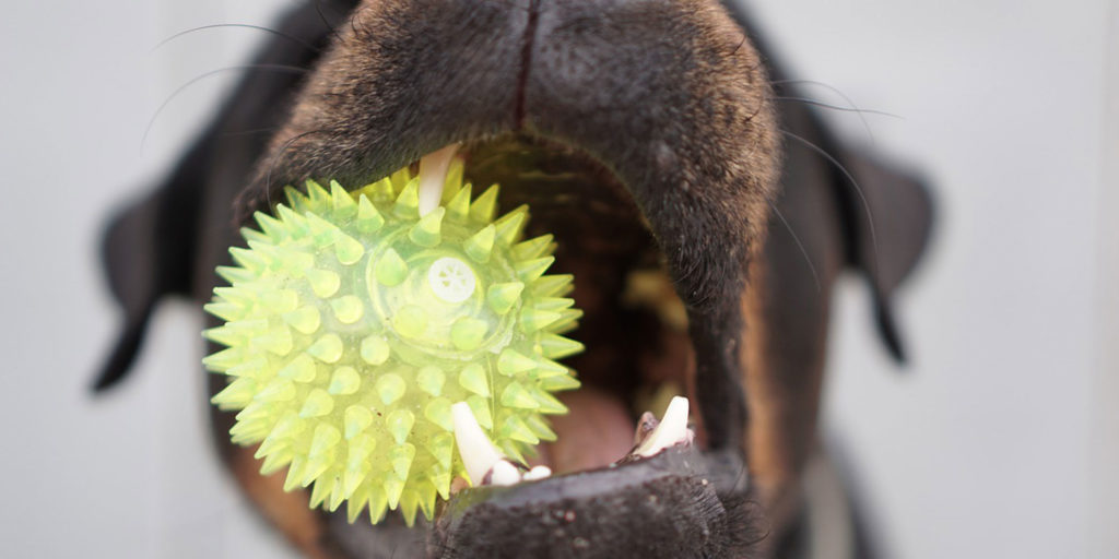 犬に歯磨きは大事？？