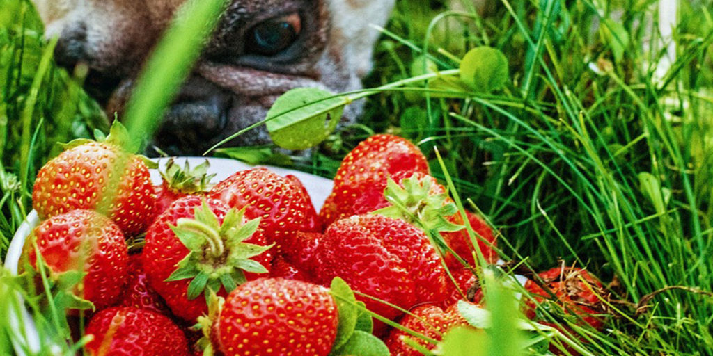 【いちご】犬に食べさせても大丈夫？？メリットやデメリット、あげる際の注意点をご紹