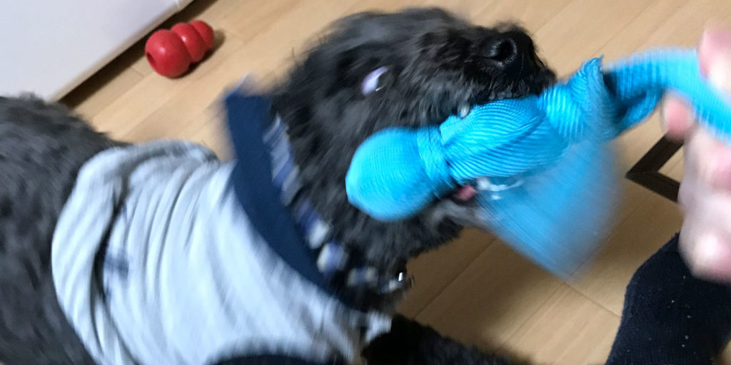 オトワ、Kong(コング)使用画像