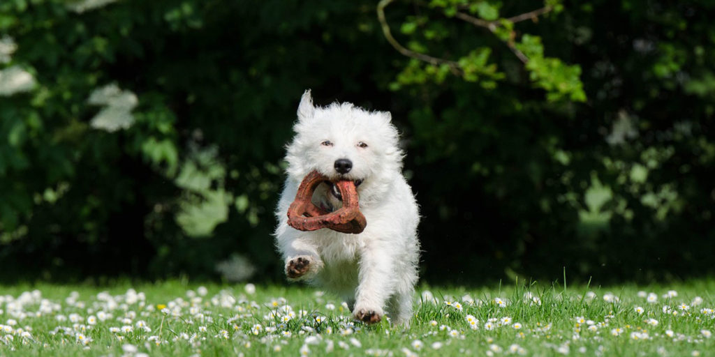 【オススメのおもちゃ】犬の引っ張り合いに最適なおもちゃをご紹介！