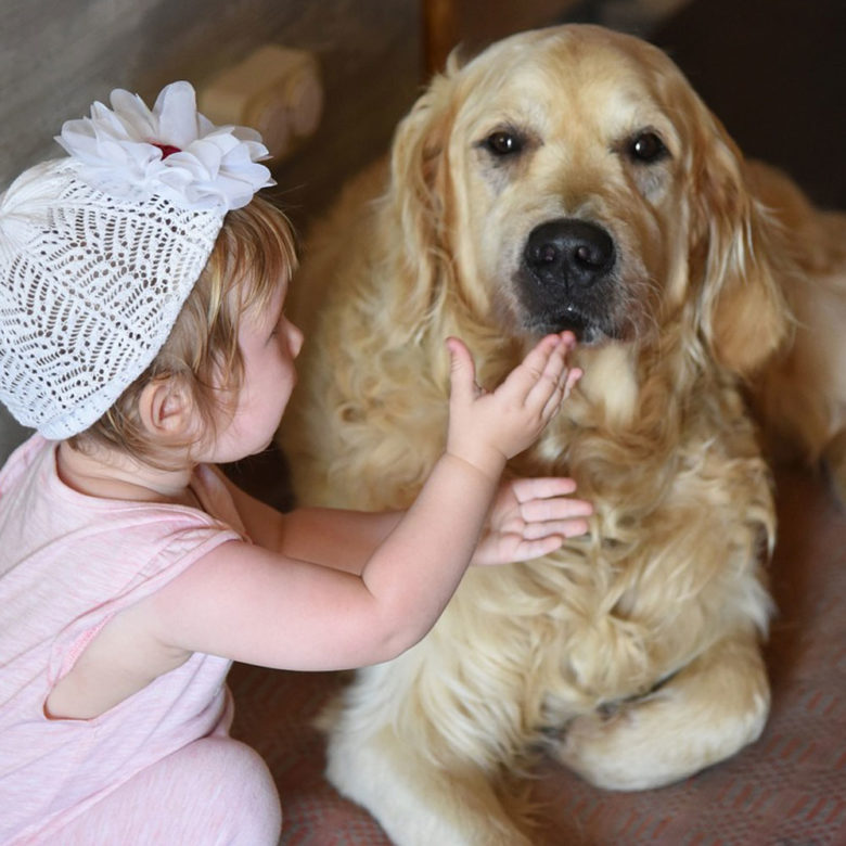 ゴールデンレトリーバー