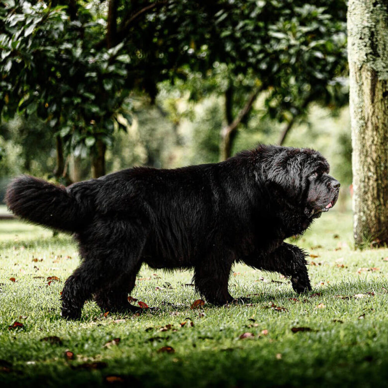 ニューファンドランド