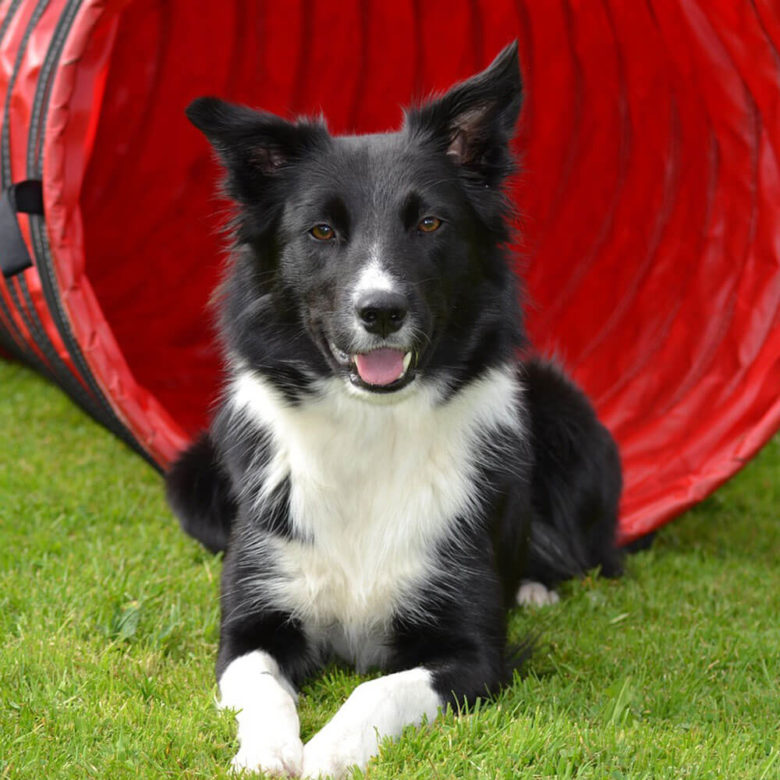 ボーダーコリー