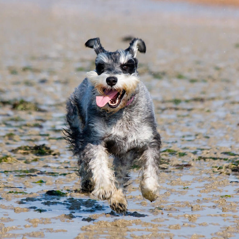 ミニチュアシュナウザー