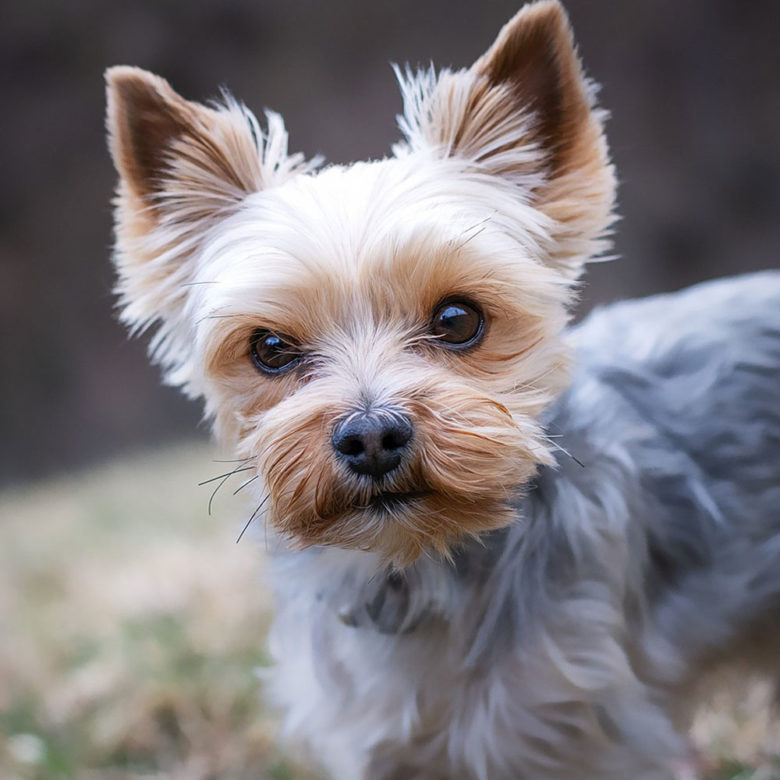 ヨークシャーテリア