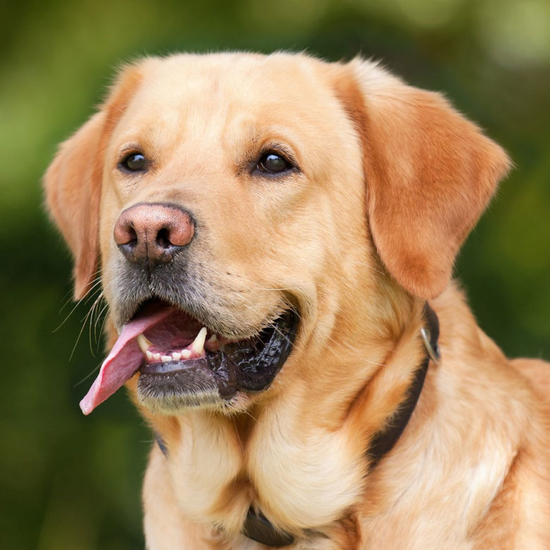 ラブラドールレトリーバー