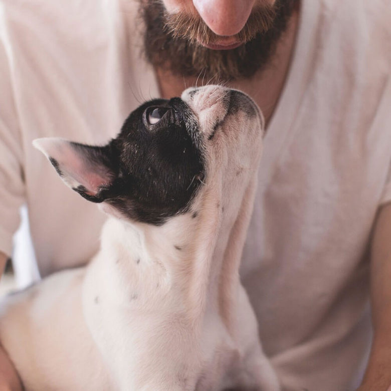 病気かも？犬が顔をカキカキ掻く理由や原因についてご紹介します。