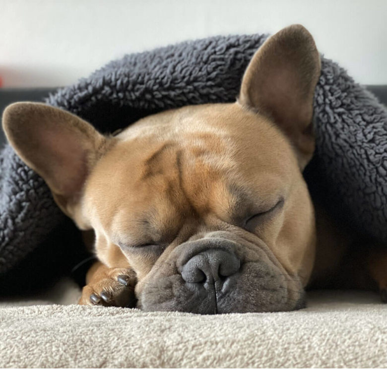 犬は寒い所でも大丈夫！と思われている方も多いのではないでしょうか。犬が得意な寒い冬でも注意しないといけない病気があります。